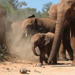 Baby-olifant